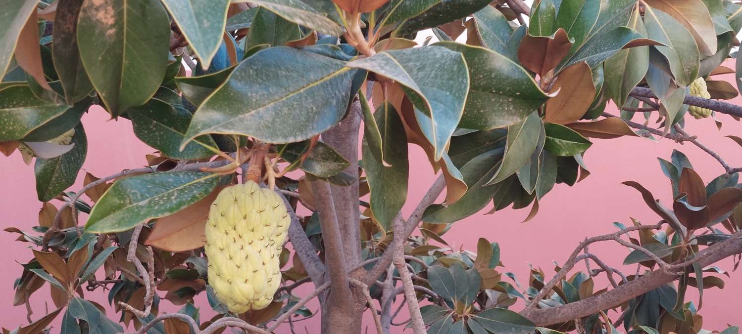 Restaurant avec maison à vendre à Torrox